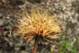 Hyoseris lucida