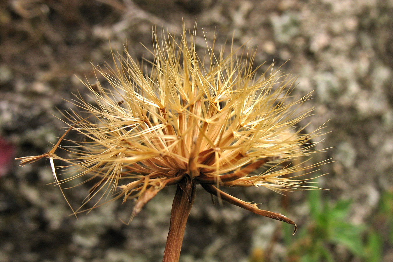Image of Hyoseris lucida specimen.