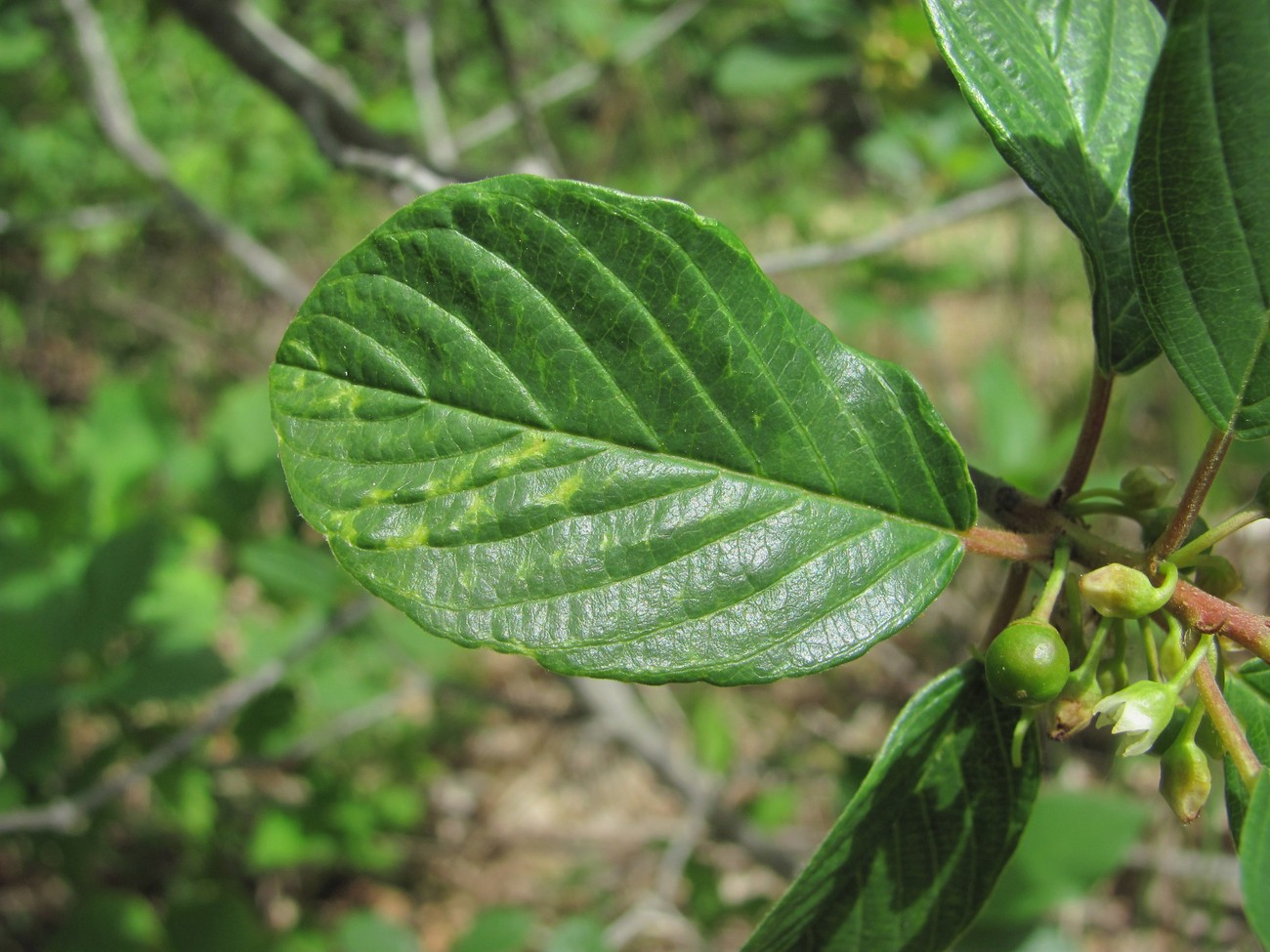 Image of Frangula alnus specimen.
