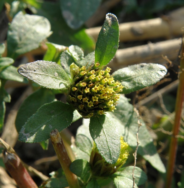 Image of genus Bidens specimen.