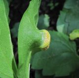 Clematis vitalba. Фрагмент листа с поражением ржавчинным грибом Puccinia sp. Краснодарский край, Абинский р-н, окр. пос. Синегорск, берег р. Хабль. 05.06.2020.