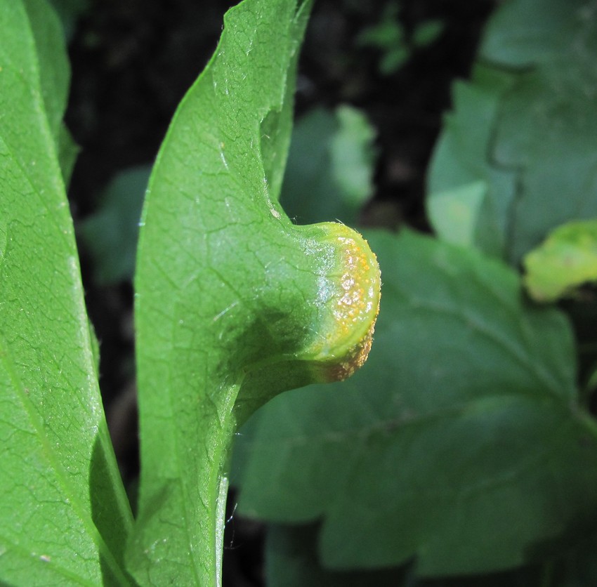 Image of Clematis vitalba specimen.