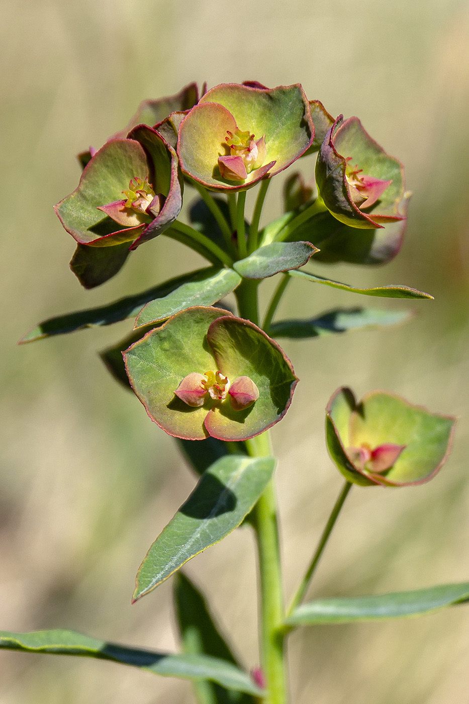 Изображение особи род Euphorbia.