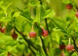 Vaccinium myrtillus. Верхушки веточек с цветками. Московская обл., Сергиево-Посадский р-н, ур. Попово болото, верховое болото. 16.05.2021.