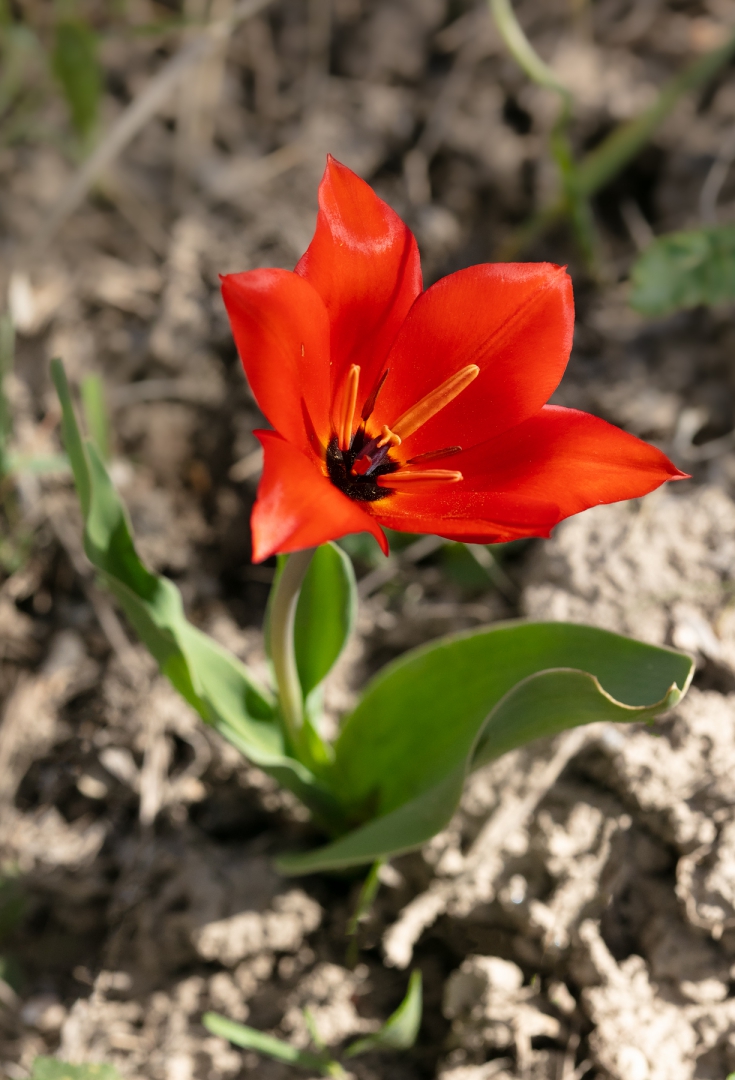 Изображение особи Tulipa zenaidae.