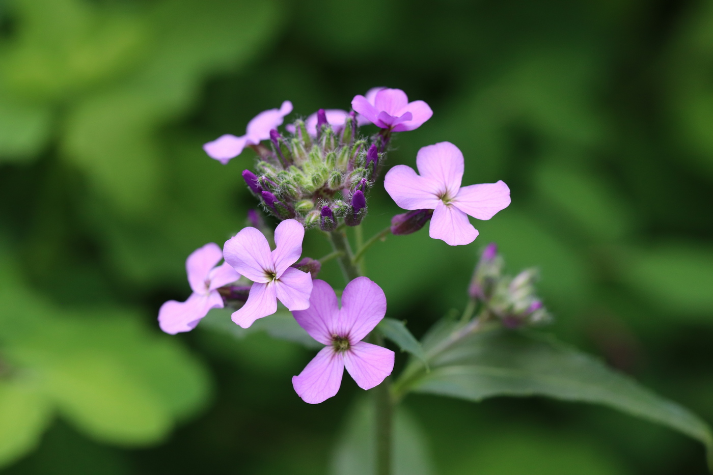 Изображение особи Hesperis sibirica.