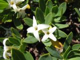 Daphne oleoides