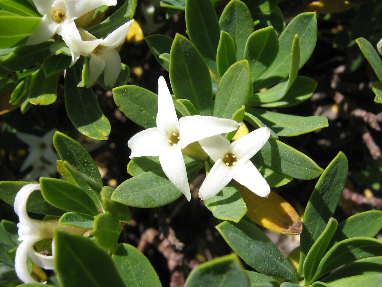 Изображение особи Daphne oleoides.