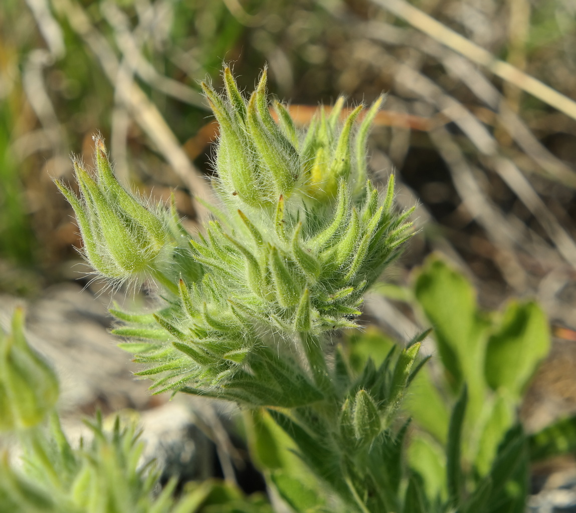 Image of Potentilla callieri specimen.