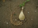 Pancratium maritimum. Растение, вымытое из песка и выброшенное на берег морем. Хорошо видна мощная луковица. 21.01.2009.