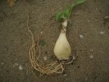 Pancratium maritimum