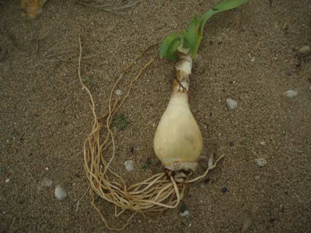 Image of Pancratium maritimum specimen.