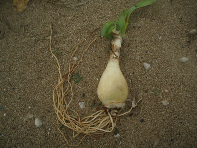 Изображение особи Pancratium maritimum.