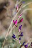 Oxytropis pseudorosea