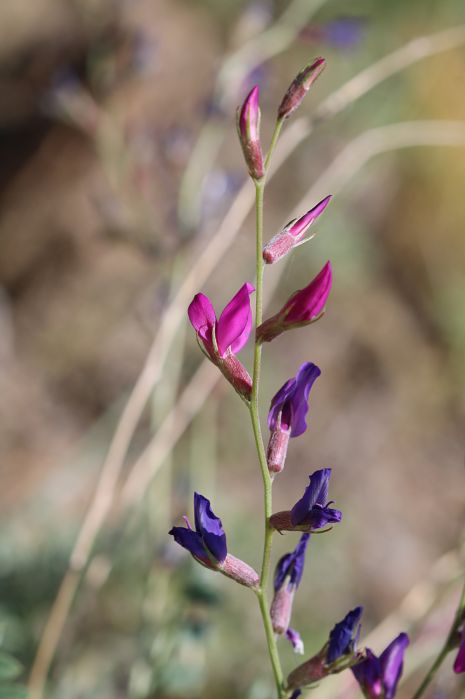 Image of Oxytropis pseudorosea specimen.