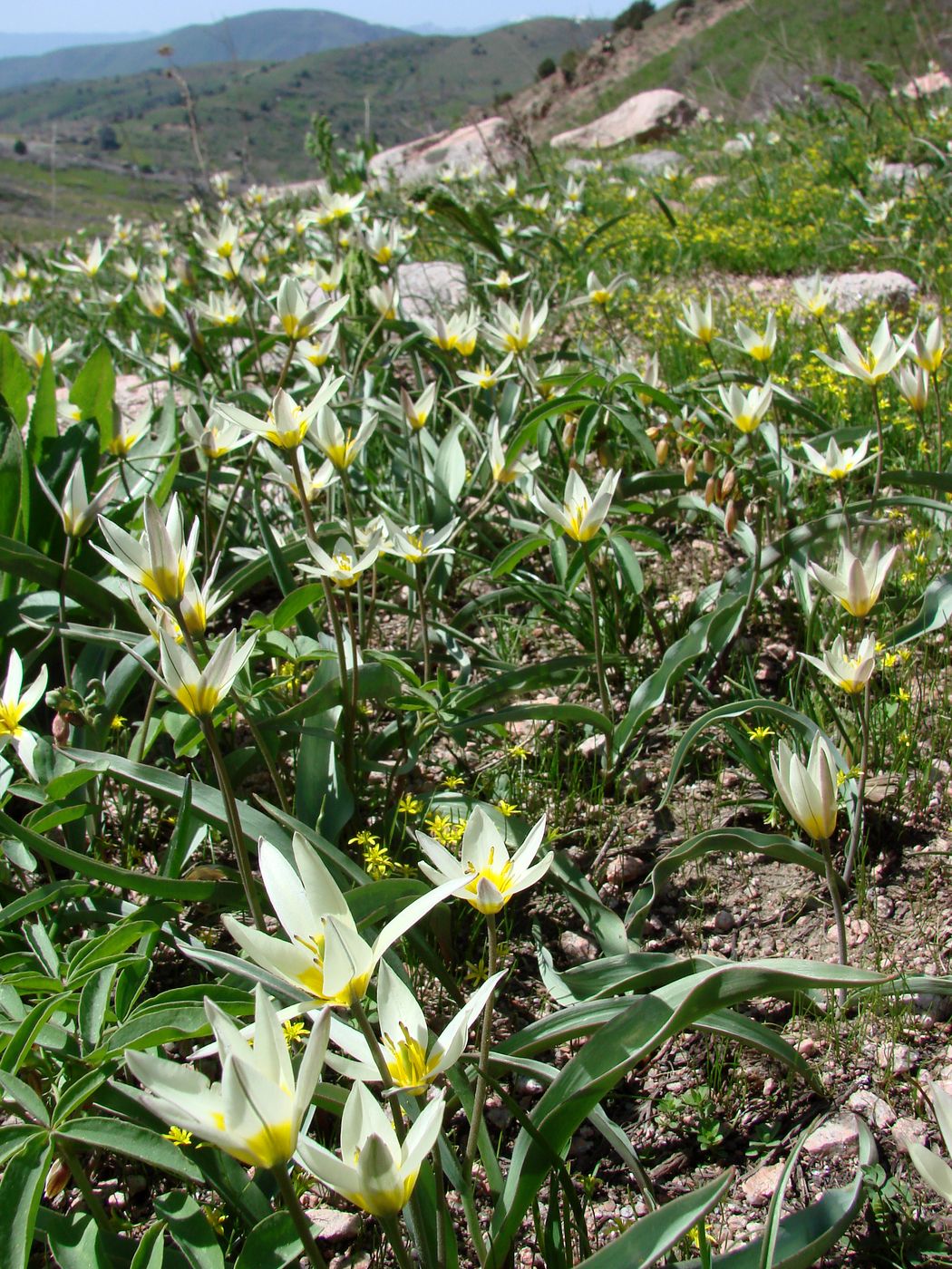 Image of Tulipa bifloriformis specimen.