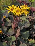 Ligularia dentata