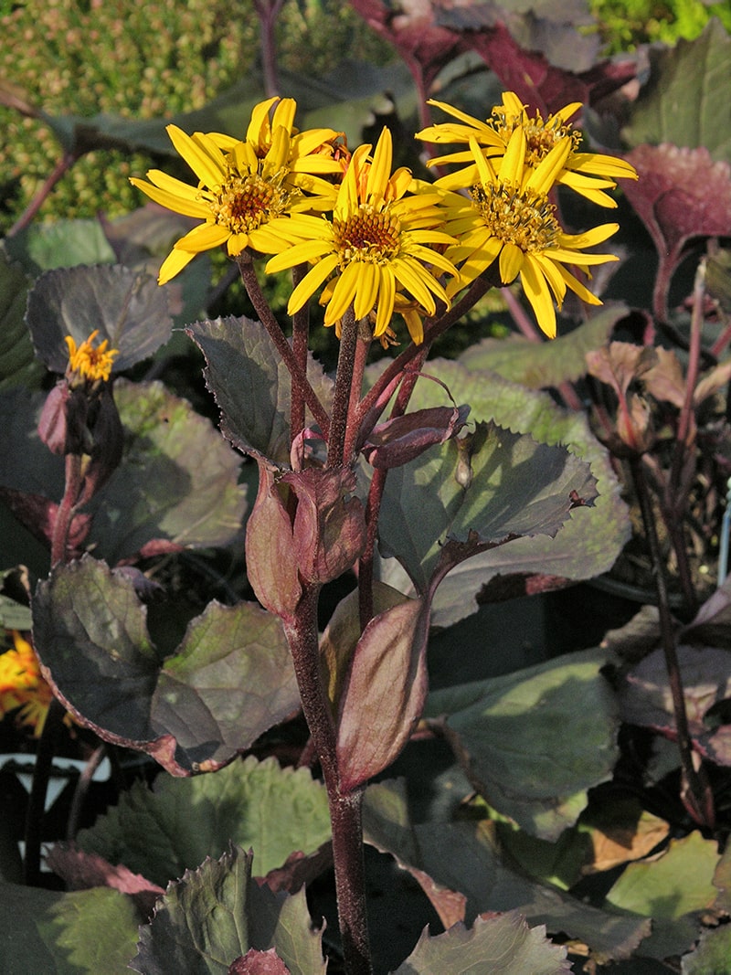 Изображение особи Ligularia dentata.