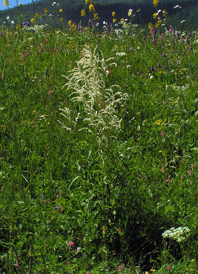 Image of Aconogonon alpinum specimen.