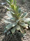 genus Orostachys. Основание цветоноса. Хабаровск, уд. Ульяновская 60, в культуре. 16.07.2014.