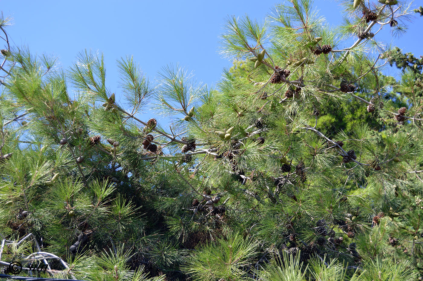 Image of Pinus pityusa specimen.