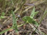 Aristolochia pistolochia. Верхушка побега с цветками и сидящей улиткой. Испания, автономное сообщество Каталония, провинция Жирона, комарка Баш Эмпорда, муниципалитет Тороэлья-де-Монгри, долина Санта-Катерина, опушка соснового леса. 23.05.2021.