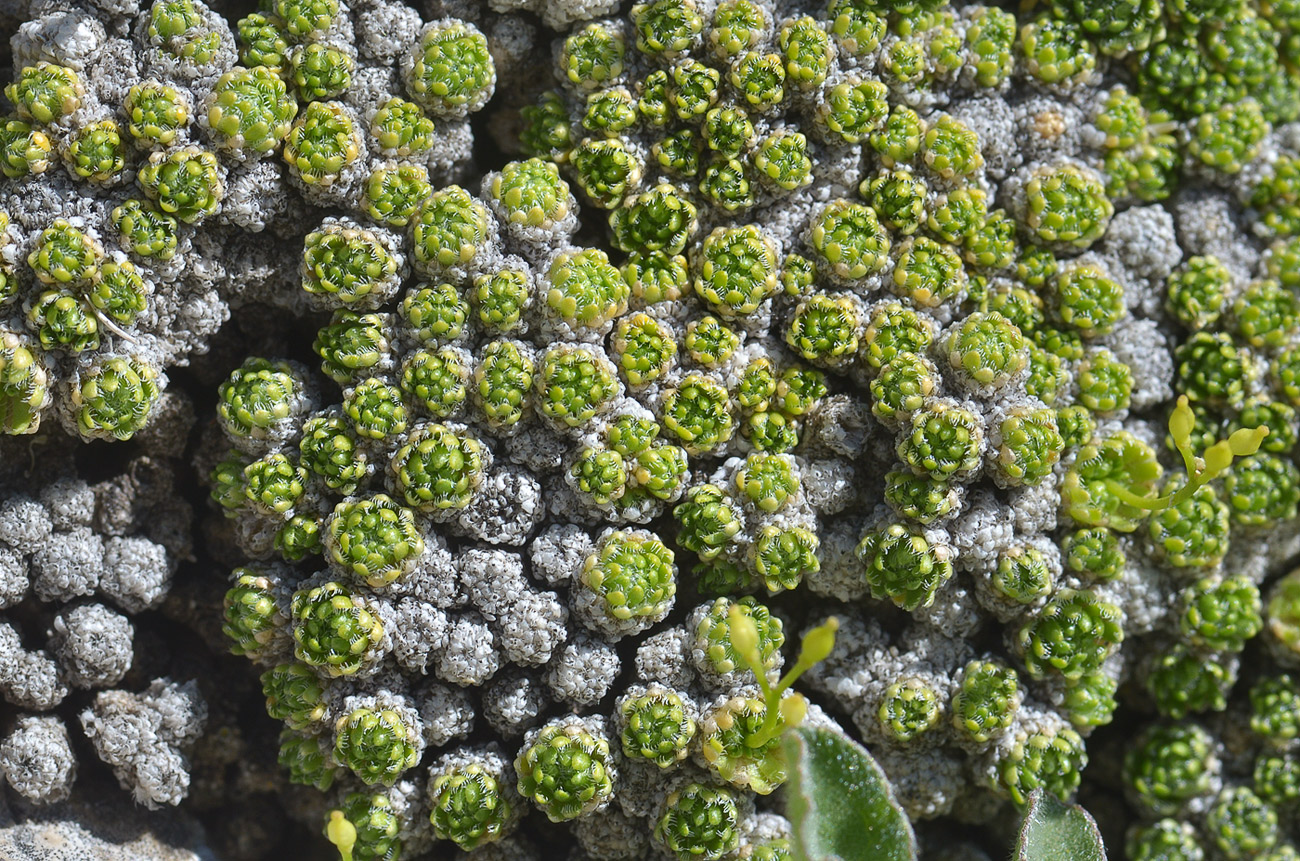 Image of Draba bryoides specimen.