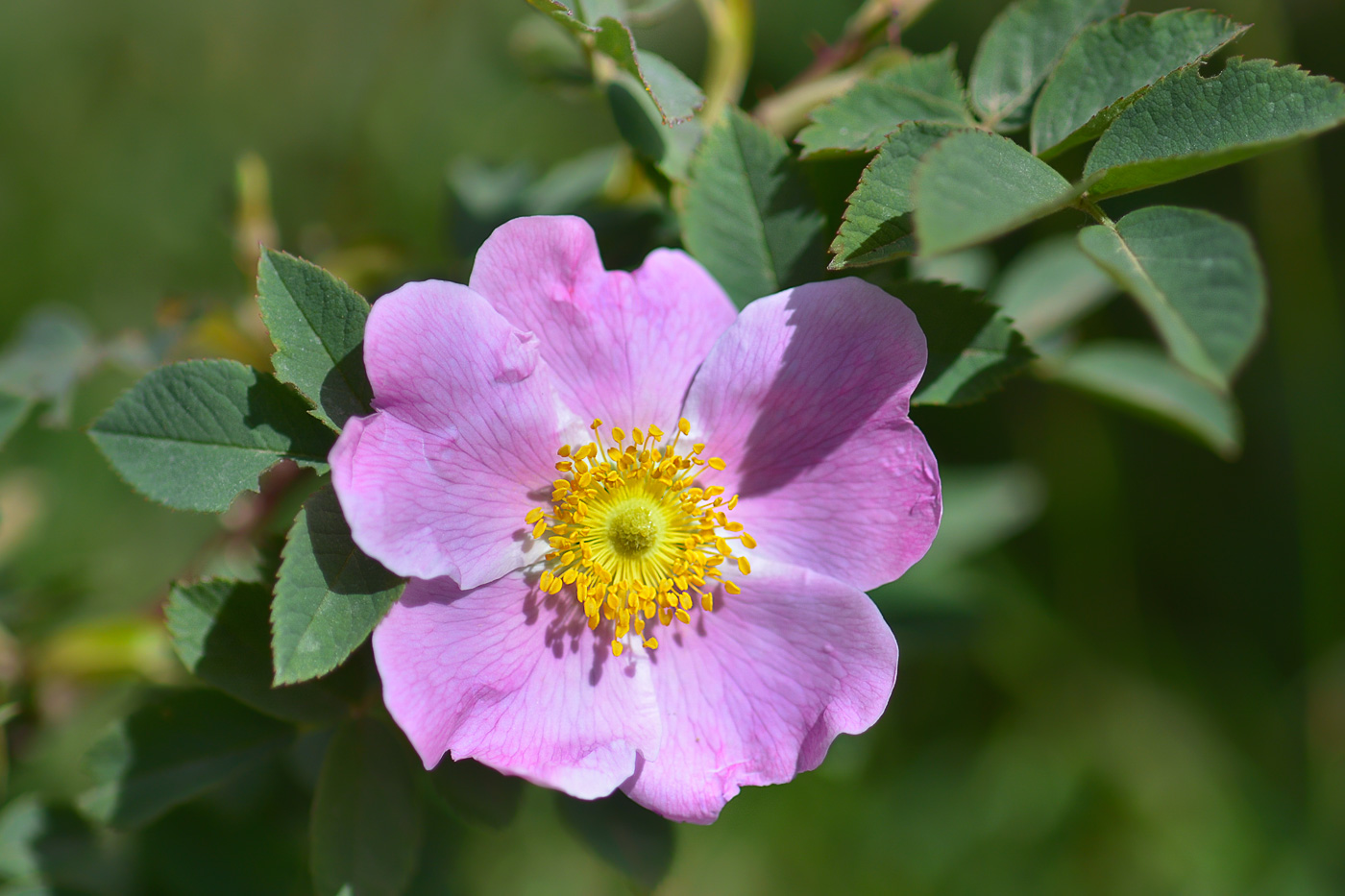 Image of Rosa oxyodon specimen.