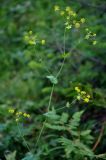 Bupleurum longifolium подвид aureum. Верхушка цветущего растения. Алтайский край, окр. г. Белокуриха, опушка смешанного леса. 08.07.2021.