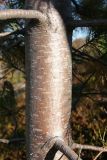 Pinus sibirica. Часть ствола молодого дерева (диаметр - ок. 7 см на выс. ок. 170 см). Мурманская обл., окр. г. Мурманск, склон СЗ экспозиции, кустарничково-вороничное берёзовое редколесье. 20.09.2021.