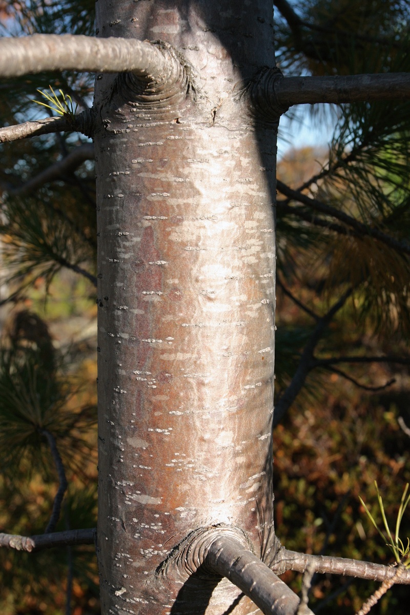 Image of Pinus sibirica specimen.