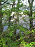 Hesperis voronovii