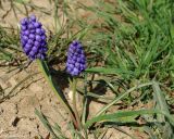 Muscari armeniacum