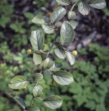 род Cotoneaster. Часть побега с незрелыми плодами. Москва, ГБС, дендрарий. 31.08.2021.