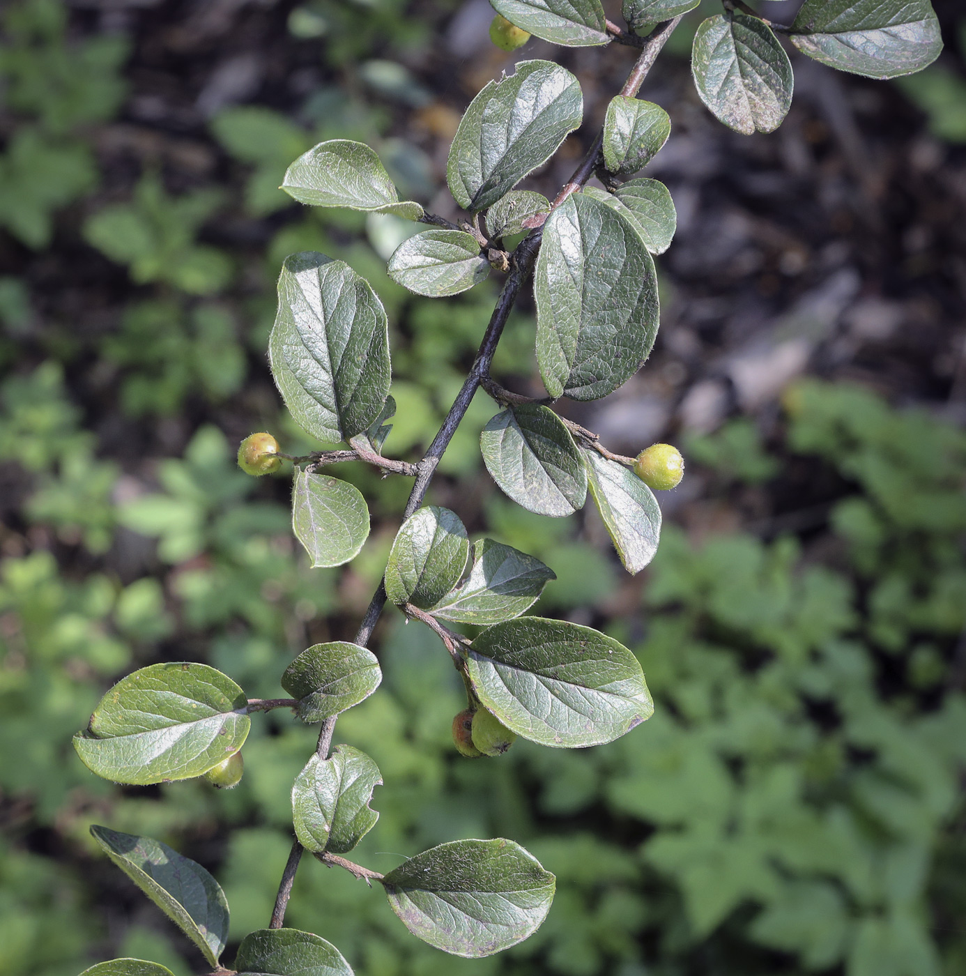 Image of genus Cotoneaster specimen.