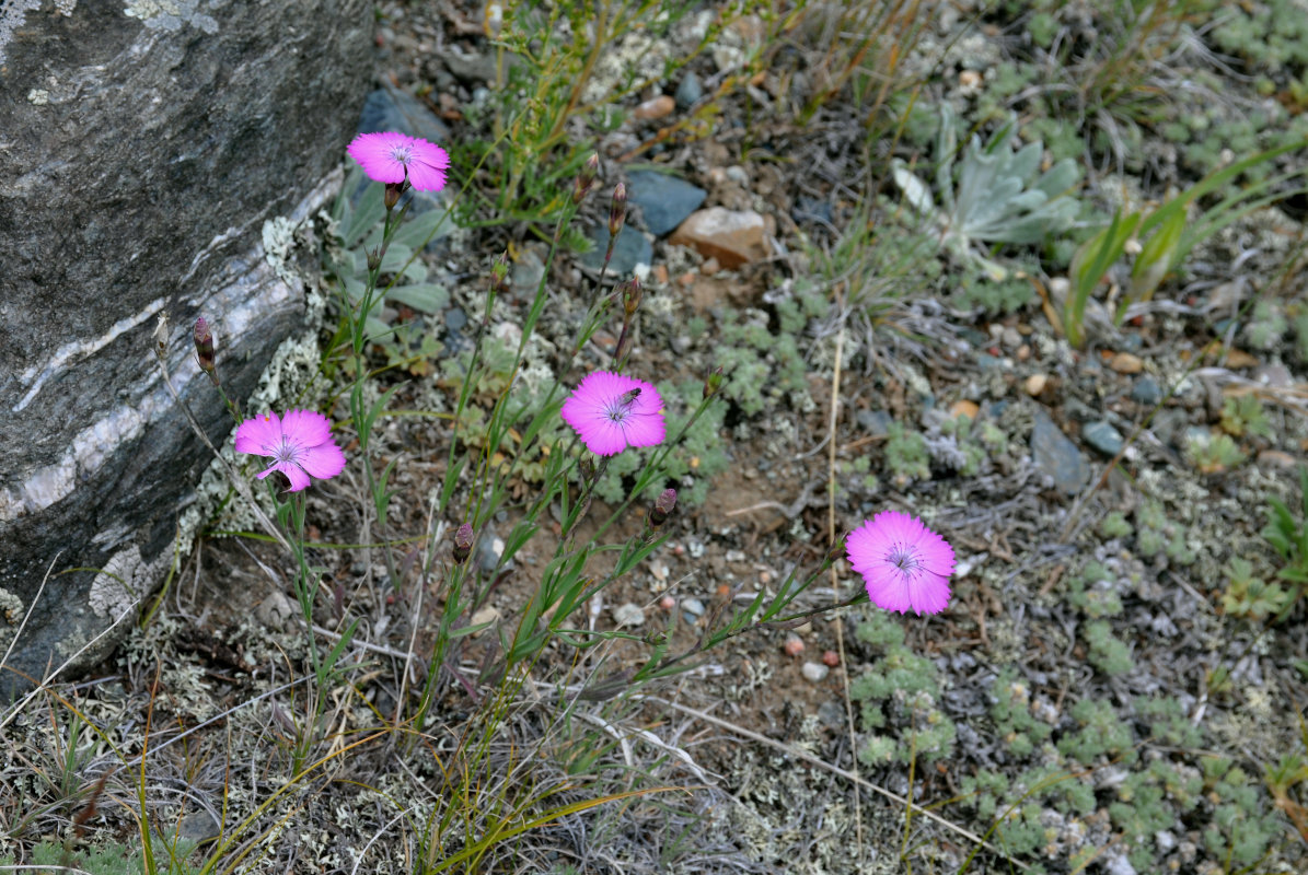 Image of Dianthus versicolor specimen.