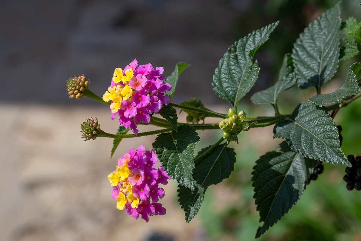 Изображение особи Lantana camara.