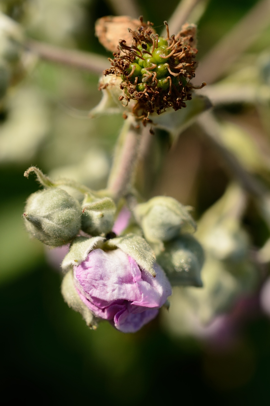 Изображение особи Rubus sanctus.