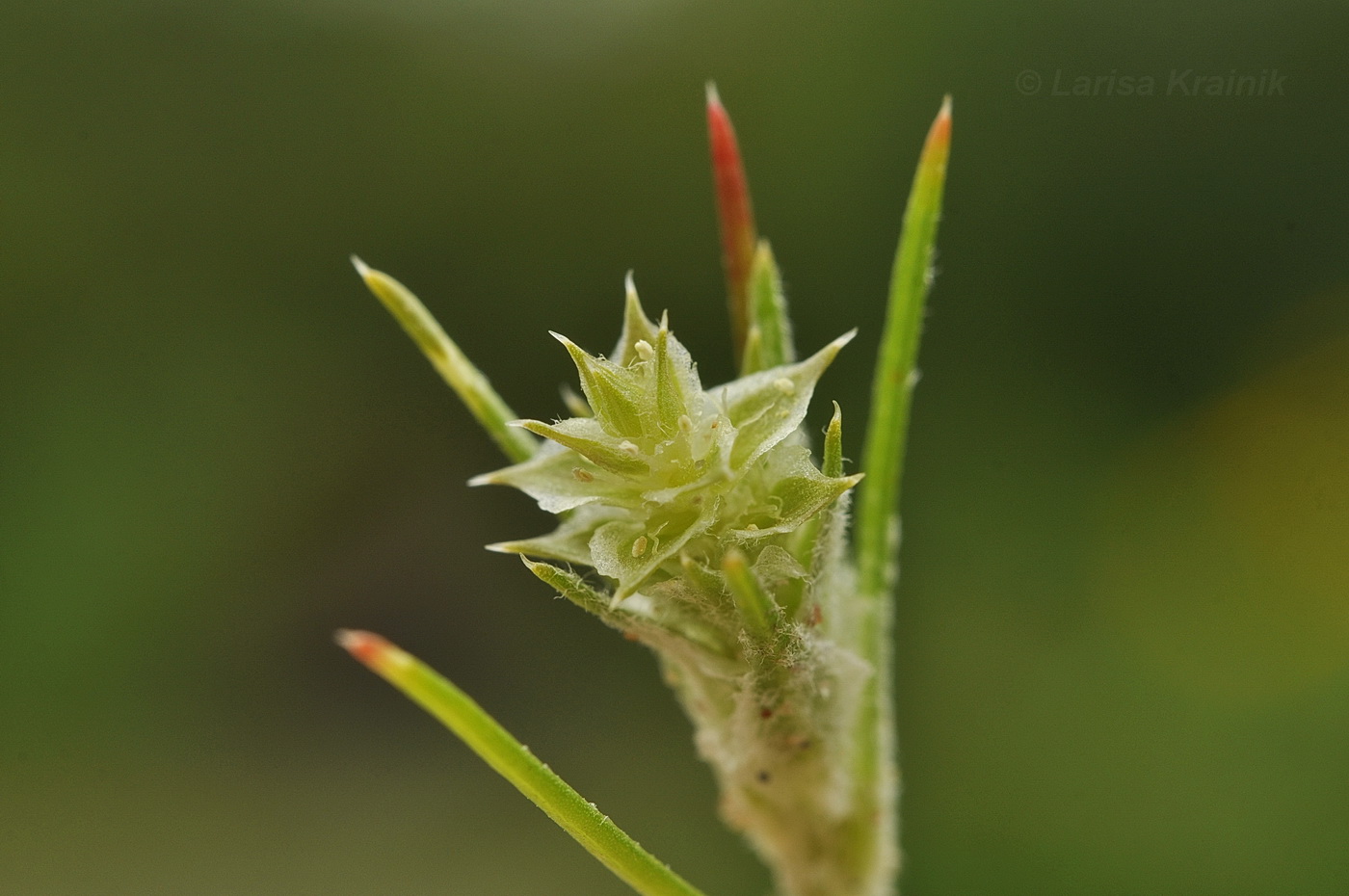 Изображение особи Corispermum stauntonii.