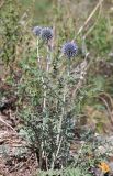 genus Echinops. Цветущее растение. Алтай, 24 км СЗЗ с. Акташ, долина р. Чуя, лугово-степной склон. 28 июня 2022 г.