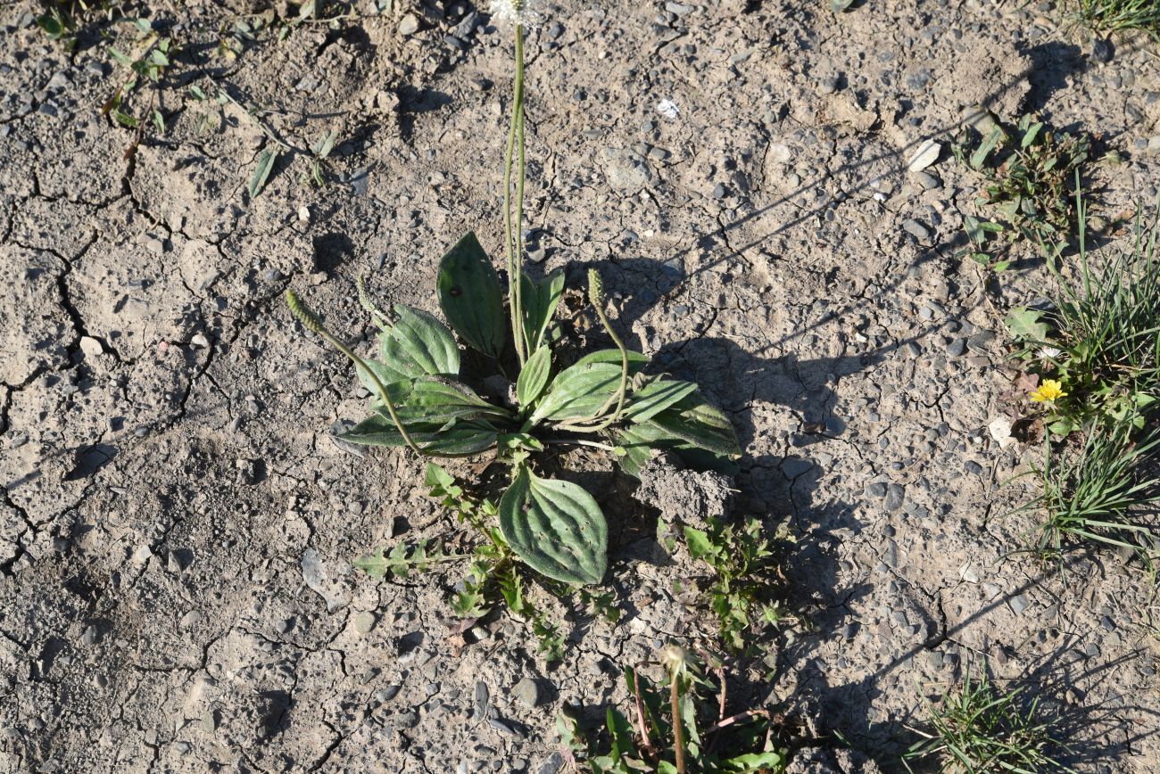 Image of Plantago media specimen.