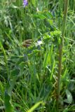 Rumex crispus