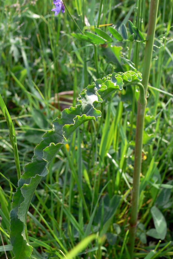 Изображение особи Rumex crispus.