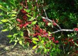 Pistacia lentiscus