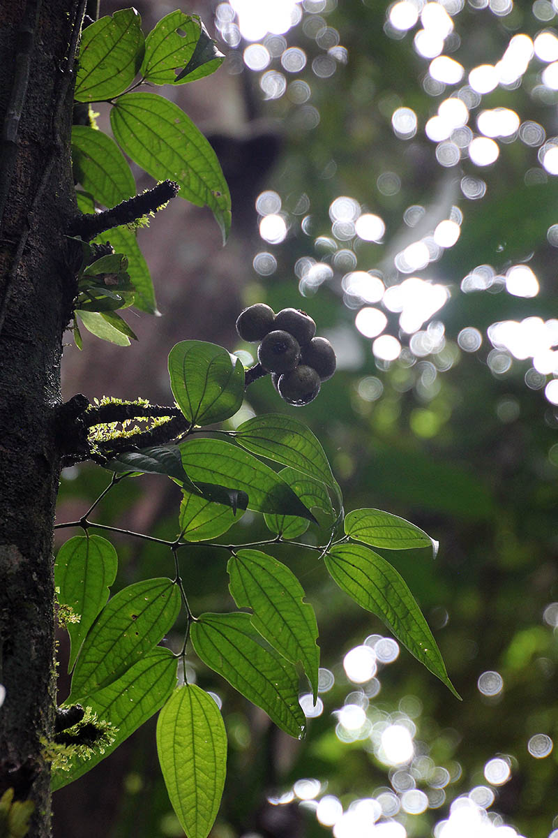 Image of genus Smilax specimen.