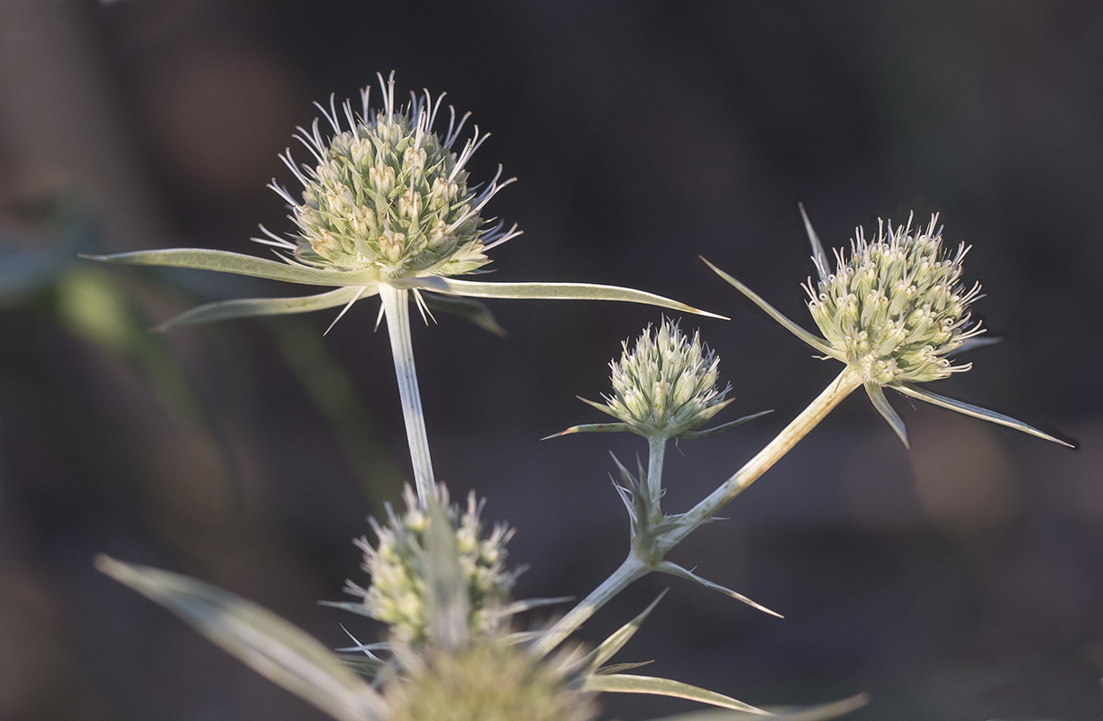 Изображение особи Eryngium campestre.