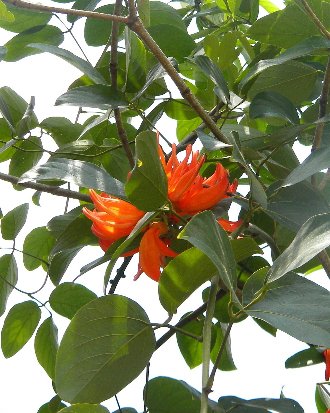 Image of Butea monosperma specimen.