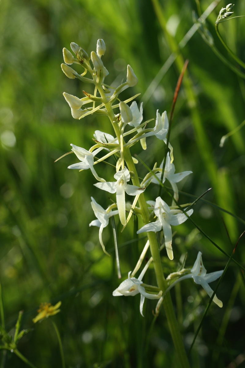 Image of Platanthera bifolia specimen.