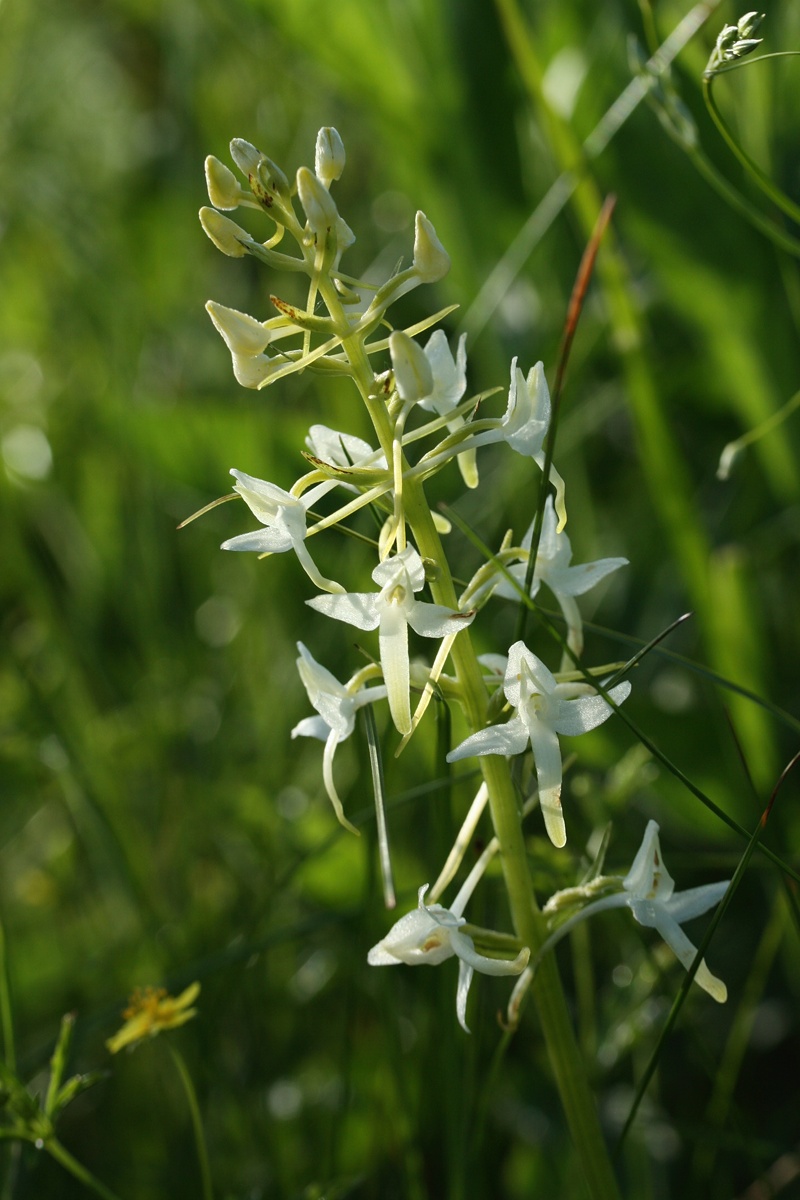 Изображение особи Platanthera bifolia.