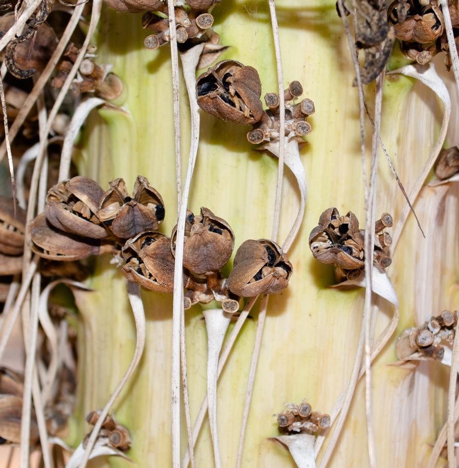 Image of Agave vilmoriniana specimen.